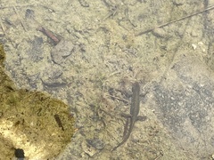 Lissotriton vulgaris