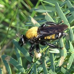 Laphria macquarti