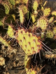 Opuntia azurea diplopurpurea