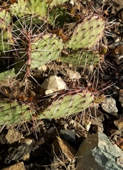 Opuntia azurea diplopurpurea
