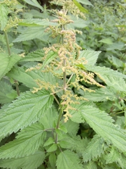 Urtica dioica