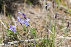 Sisyrinchium mucronatum