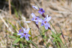 Sisyrinchium mucronatum