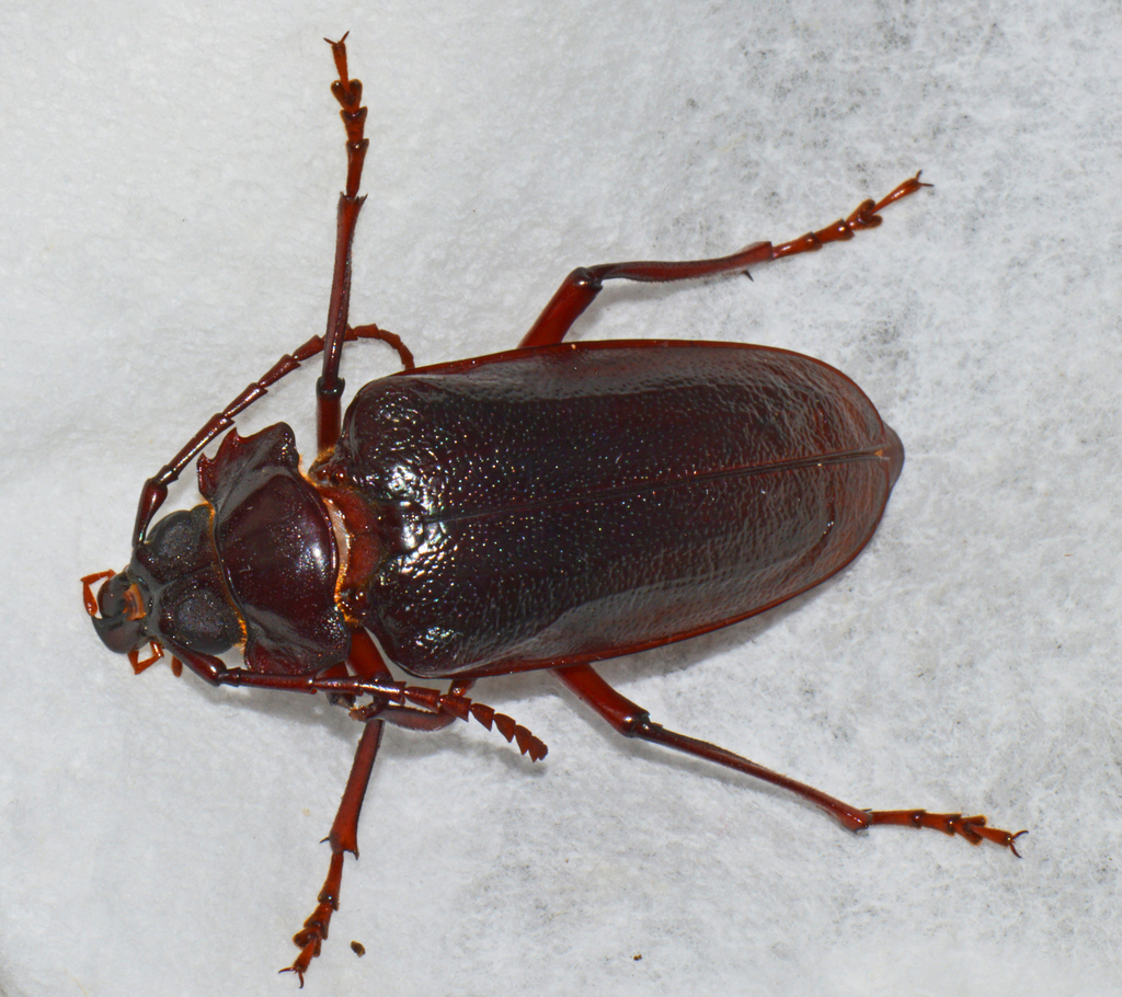 Tooth-necked Longhorn Beetle