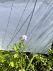 Geranium molle
