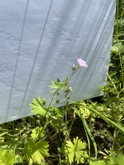 Geranium molle