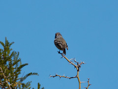 Anairetes flavirostris