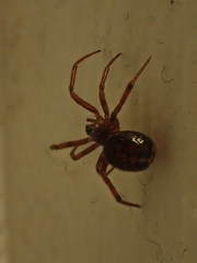 Steatoda bipunctata