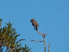 Anairetes flavirostris