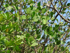 Sonneratia
