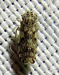 Hebecephalus