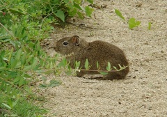 Galea leucoblephara