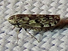 Hebecephalus