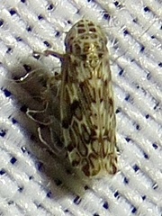 Hebecephalus