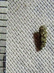 Hebecephalus
