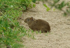 Galea leucoblephara
