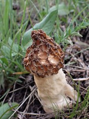 Morchella esculenta