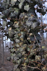 Hedera helix