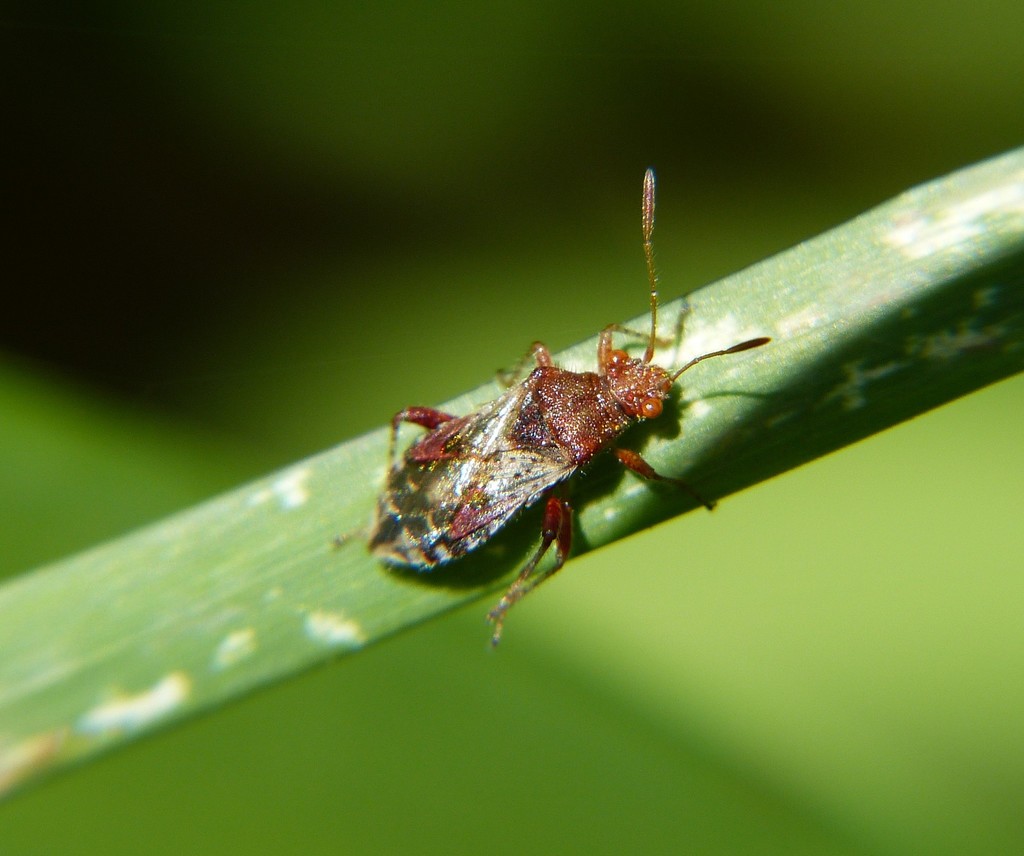 Rhopalus