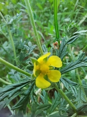 Potentilla argentea