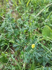 Potentilla argentea