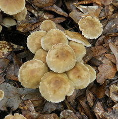 Agrocybe sororia