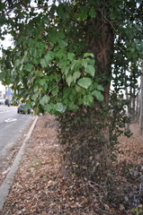 Hedera helix