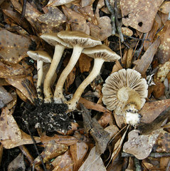 Agrocybe sororia