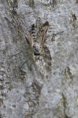Rhagio scolopaceus