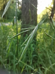 Bromus inermis