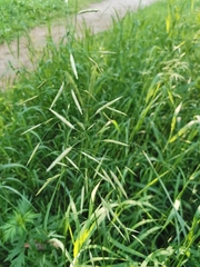 Bromus inermis