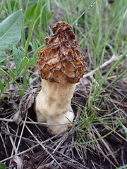 Morchella esculenta