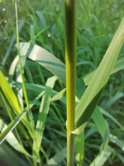 Bromus inermis