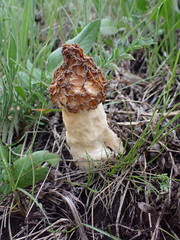 Morchella esculenta
