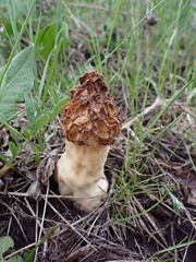 Morchella esculenta