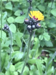 Pilosella aurantiaca