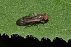 Opomyza germinationis