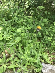 Pilosella aurantiaca