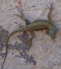 Sceloporus grammicus