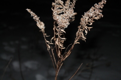 Solidago