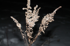 Solidago