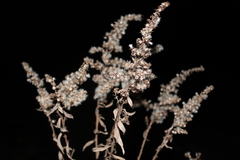 Solidago
