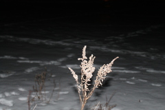 Solidago