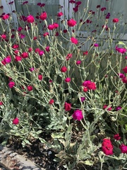Silene coronaria