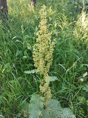 Rumex confertus