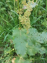 Rumex confertus