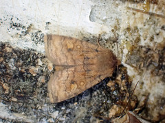 Eupsilia tristigmata