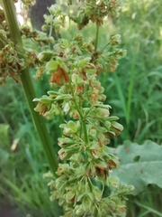 Rumex confertus
