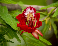 Delonix regia
