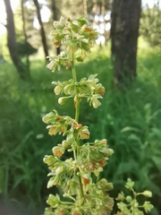 Rumex confertus